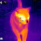 Illustration for article titled Forward Looking Infra Red (FLIR) a.k.a. PredatorCam